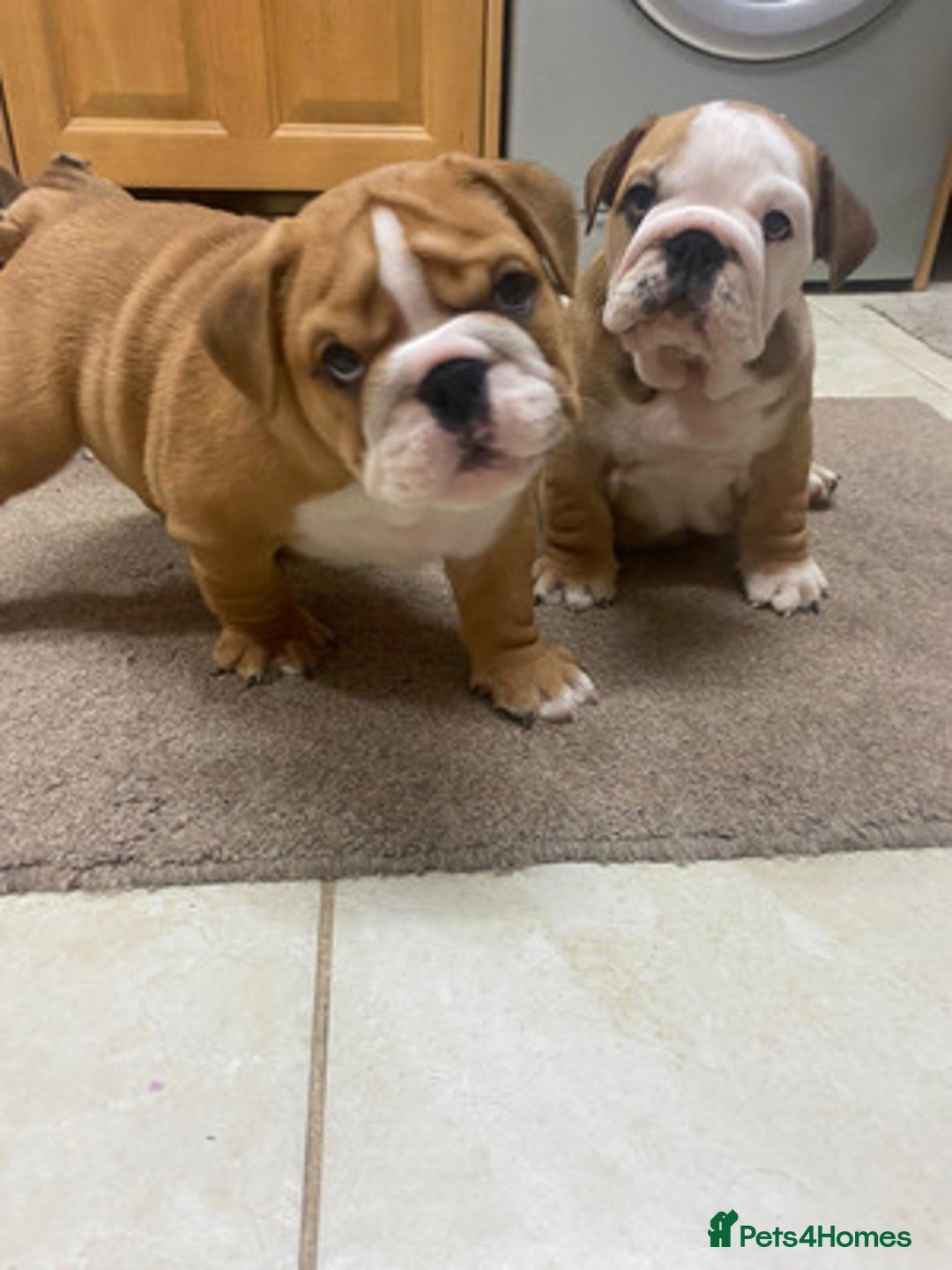 English Bulldog dogs for sale: Stunning Litter Of English Bulldog Puppies - Image 6
