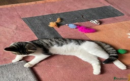 Domestic Shorthair cats for adoption: Sam & Olly, super cuddly brothers  - Image 4