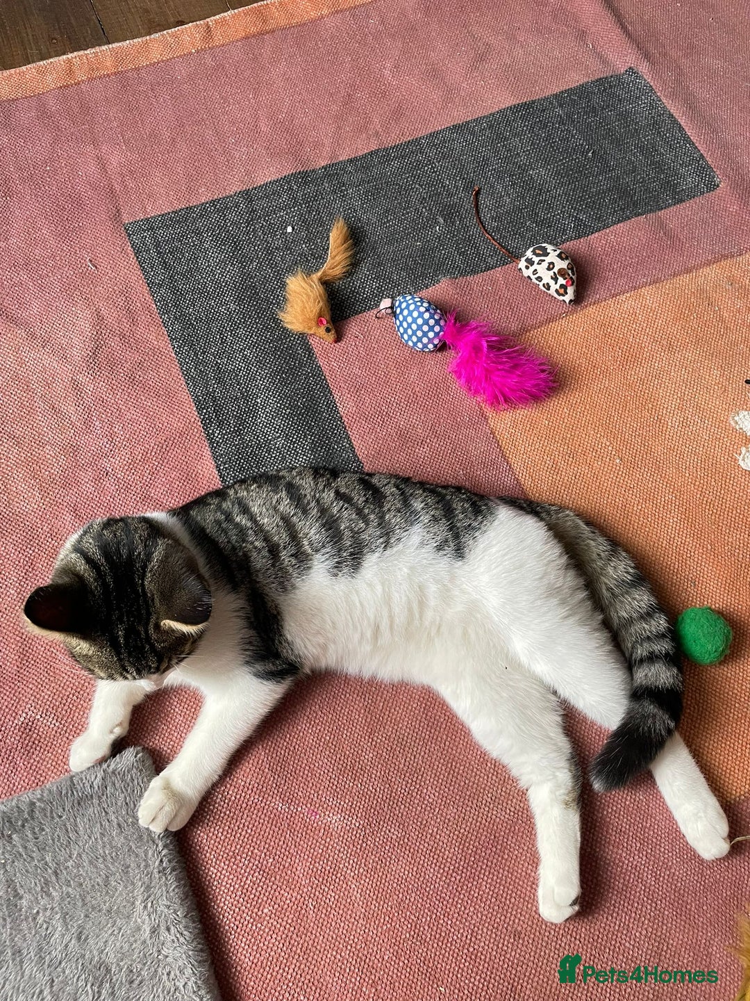 Domestic Shorthair cats for adoption: Sam & Olly, super cuddly brothers  - Image 4