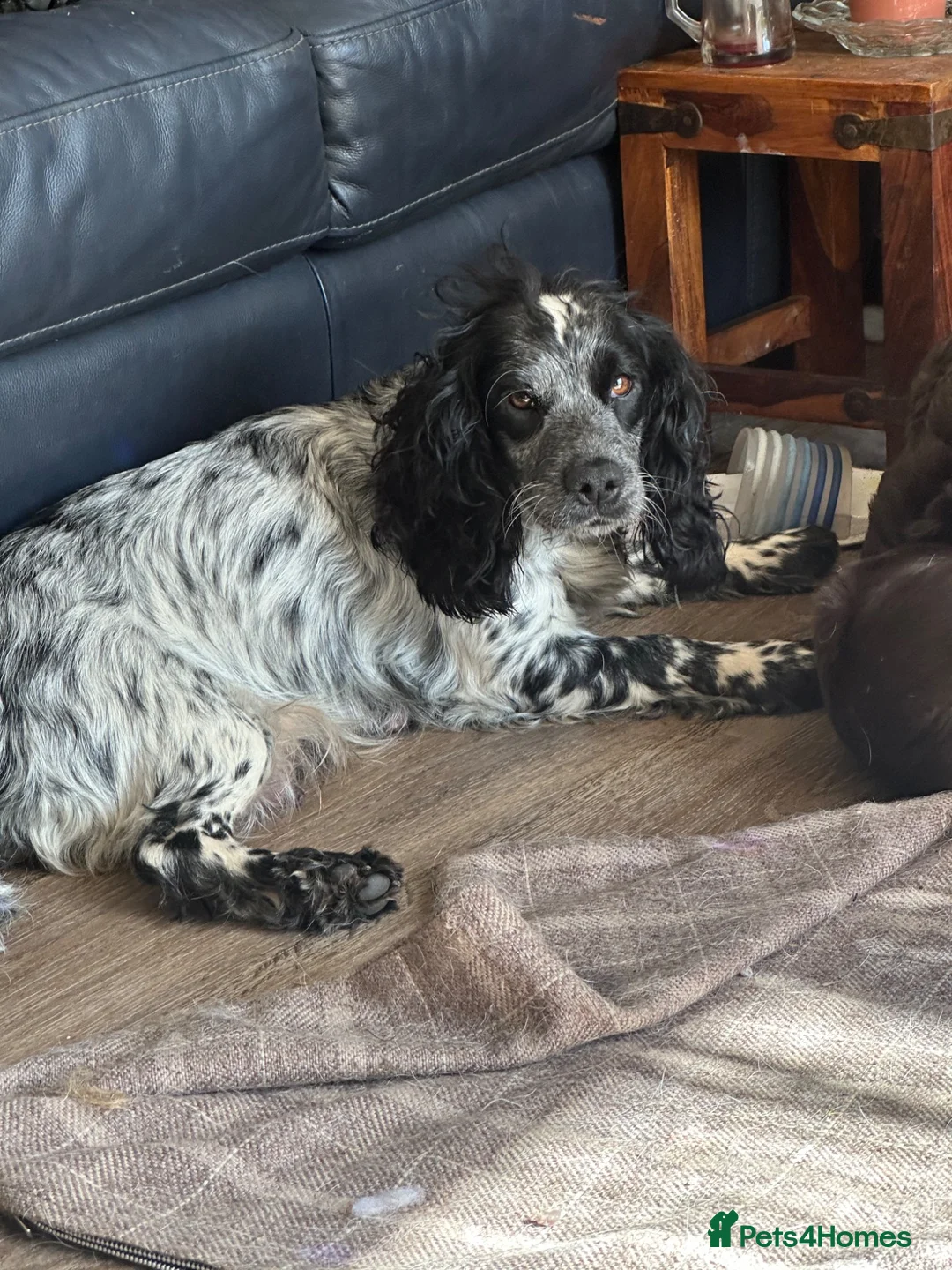 Cocker Spaniel dogs for sale: Exceptional Cocker spaniels  - Advert 8
