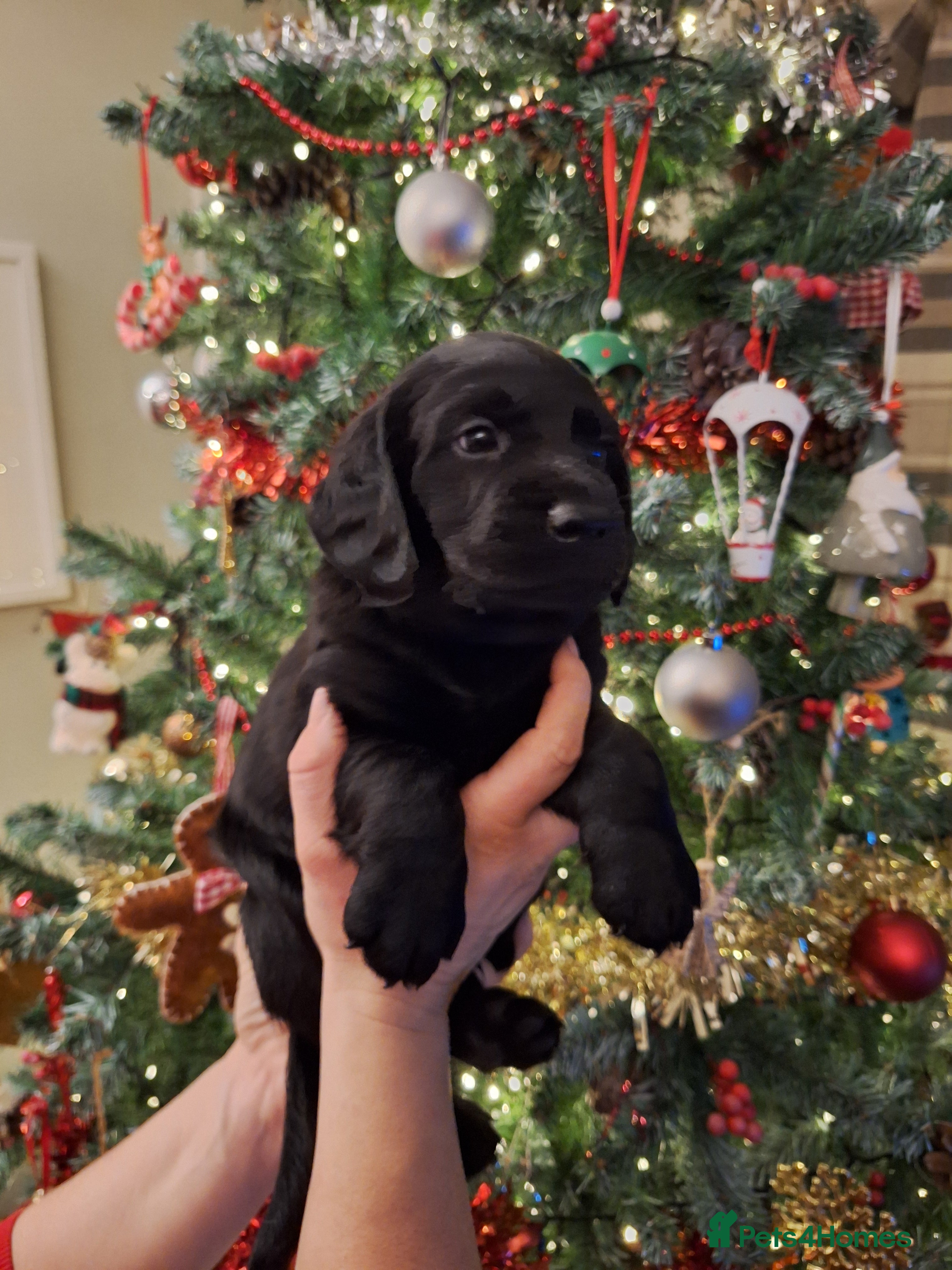 Cockerdor dogs stunning cockerdors (1left)🐶 5⭐️ licensed breeder - Advert 6