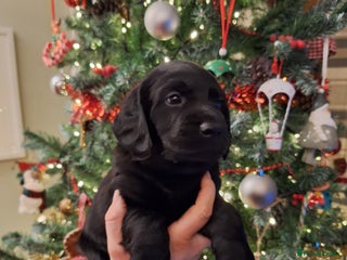 Cockerdor dogs stunning cockerdors (2left)🐶 5⭐️ licensed breeder - Advert 1