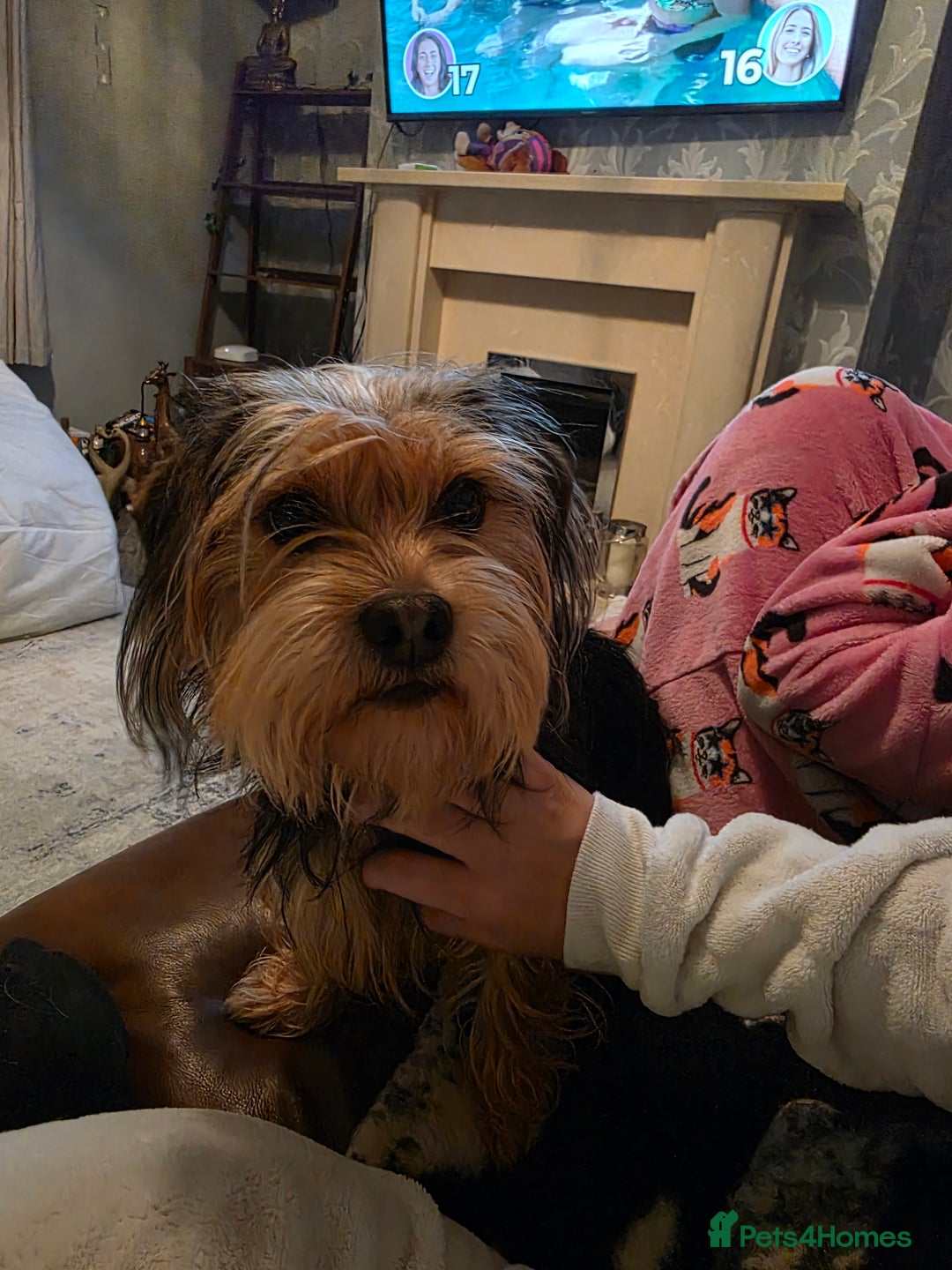 Mixed Breed dogs for sale: 11 month old yorkie cross cocker  - Image 1
