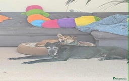 Mixed Breed dogs for adoption: Basil 7 year old meat trade survivor  - Image 6