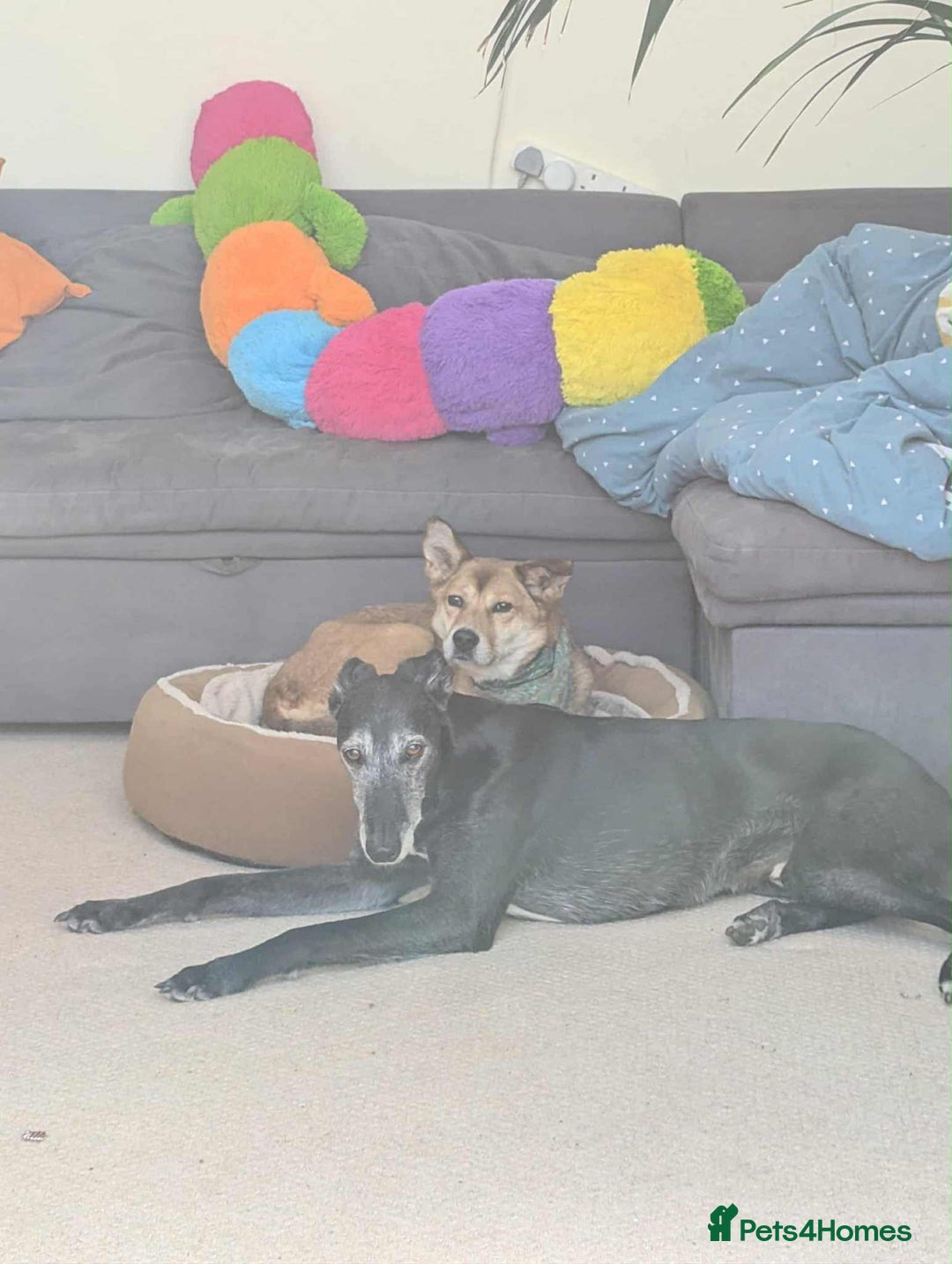 Mixed Breed dogs for adoption: Basil 7 year old meat trade survivor  - Image 6