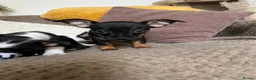 Jack Russell dogs for sale: Beautiful litter of 6 puppies  - Advert 15