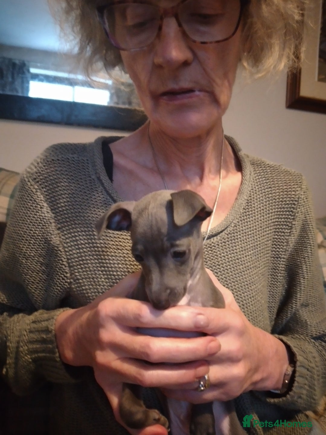 Italian Greyhound dogs for sale: Beautiful KC registered puppies - Advert 7