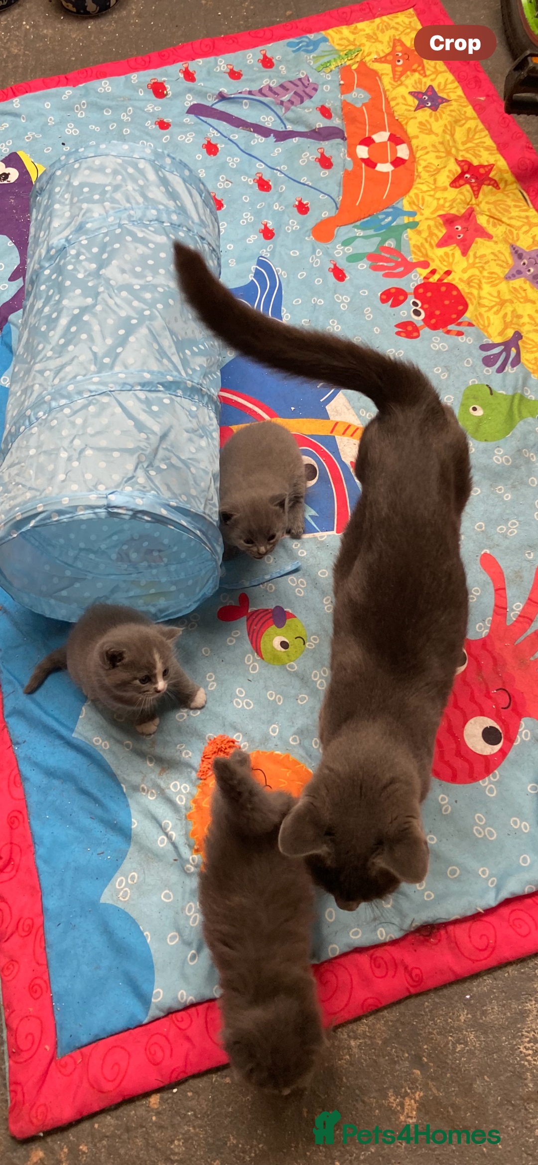Mixed Breed cats for sale: Chinchilla Persian x kittens  - Image 6