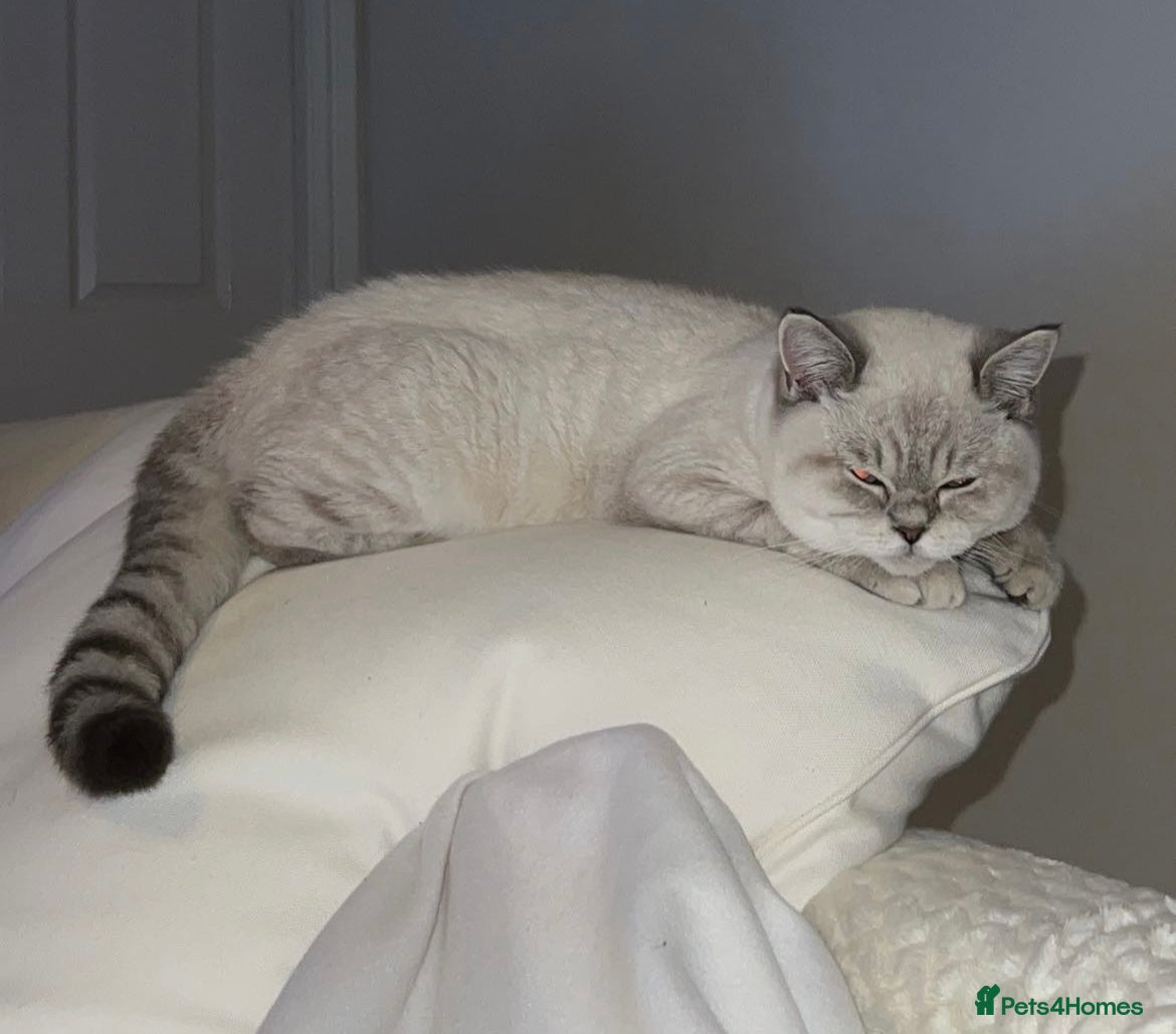 British Shorthair cats Lilac Point BSH Girl - Advert 5