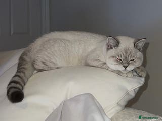 British Shorthair cats Lilac Point BSH Girl - Advert 17