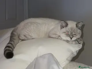 British Shorthair cats Lilac Point BSH Girl - Advert 5