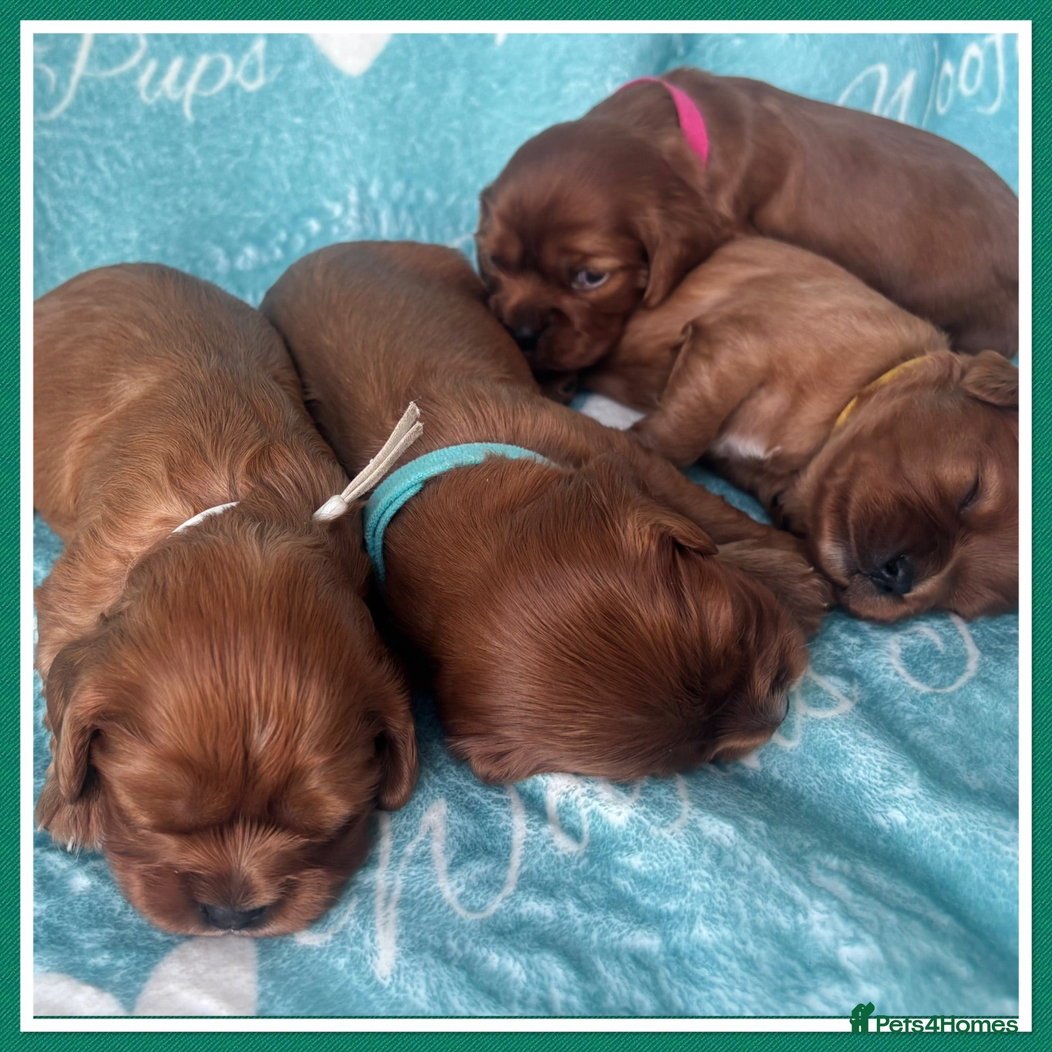 Cavalier King Charles Spaniel dogs Beautiful KC registered CKCS litter 💛 - Advert 1