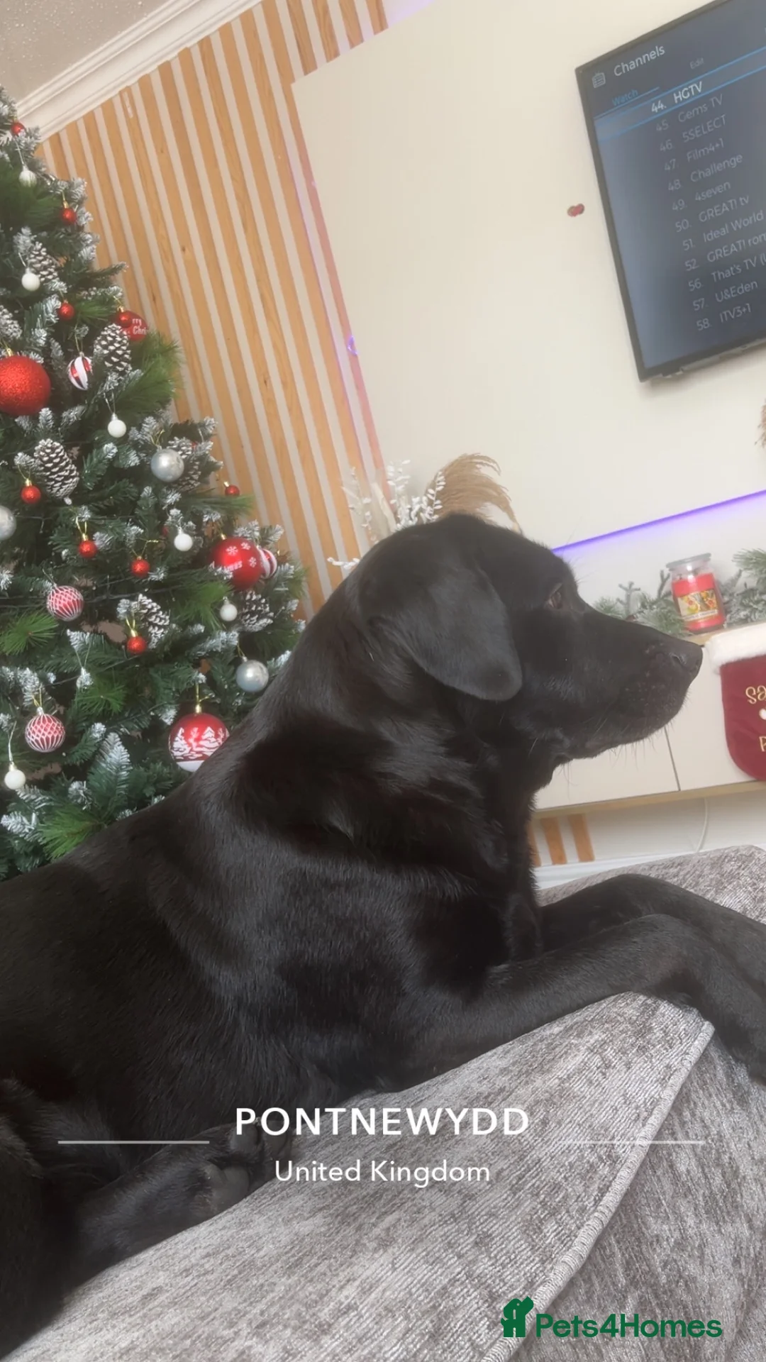 Labrador Retriever dogs for sale: Labrador for rehoming in Cwmbran - Advert 2