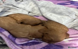 Cavalier King Charles Spaniel dogs for sale: Ruby cavalier king charles - Image 16