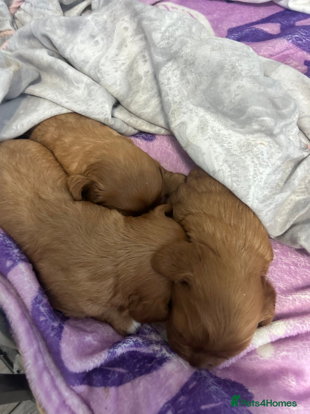 Cavalier King Charles Spaniel dogs for sale: Ruby cavalier king charles - Image 16