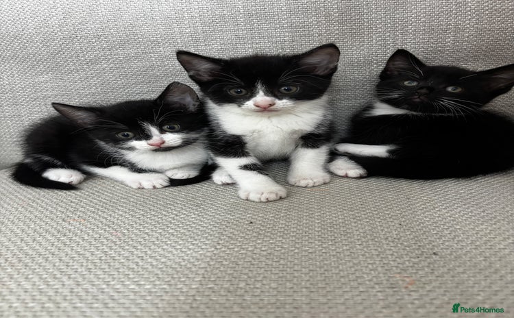 Domestic Shorthair cats - Advert 17