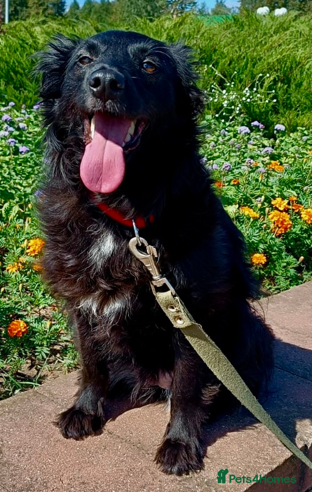 Border Collie dogs for adoption:  SOFIA – Female Border Collie - Advert 1