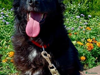 Border Collie dogs SOFIA – Female Border Collie - Advert 1