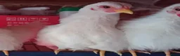 Chickens poultry for sale: Seramas Available Cockerels and Pullets in Burntwood - Advert 4