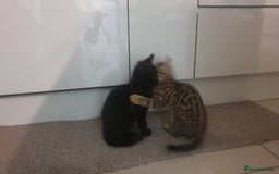 Mixed Breed cats for sale: Four kittens in search of their forever homes - Image 3