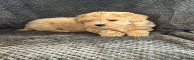 Mixed Breed Puppy 2