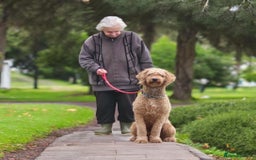 Bernedoodle dogs for stud: Bernedoodle Stud - Image 5