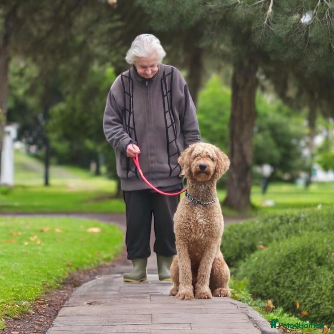 Bernedoodle dogs for stud: Bernedoodle Stud - Image 5
