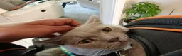 British Shorthair cats for sale: British Shorthair X Bengal (1yo) in Derby - Advert 5