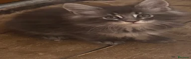 Maine Coon 3