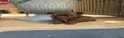 Chihuahua dogs for sale: Beautiful 3/4 Russian Long Haired Chihuahuas - Advert 7