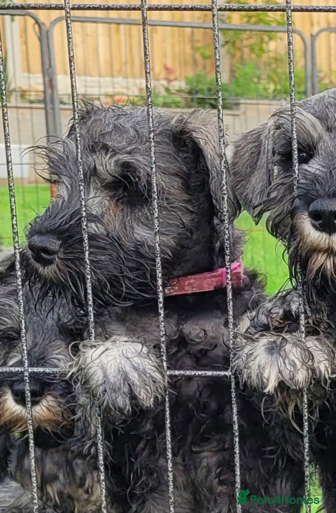 Miniature Schnauzer dogs for sale: Fully Vaccinated and Health Tested Min Schnauzers  - Image 7