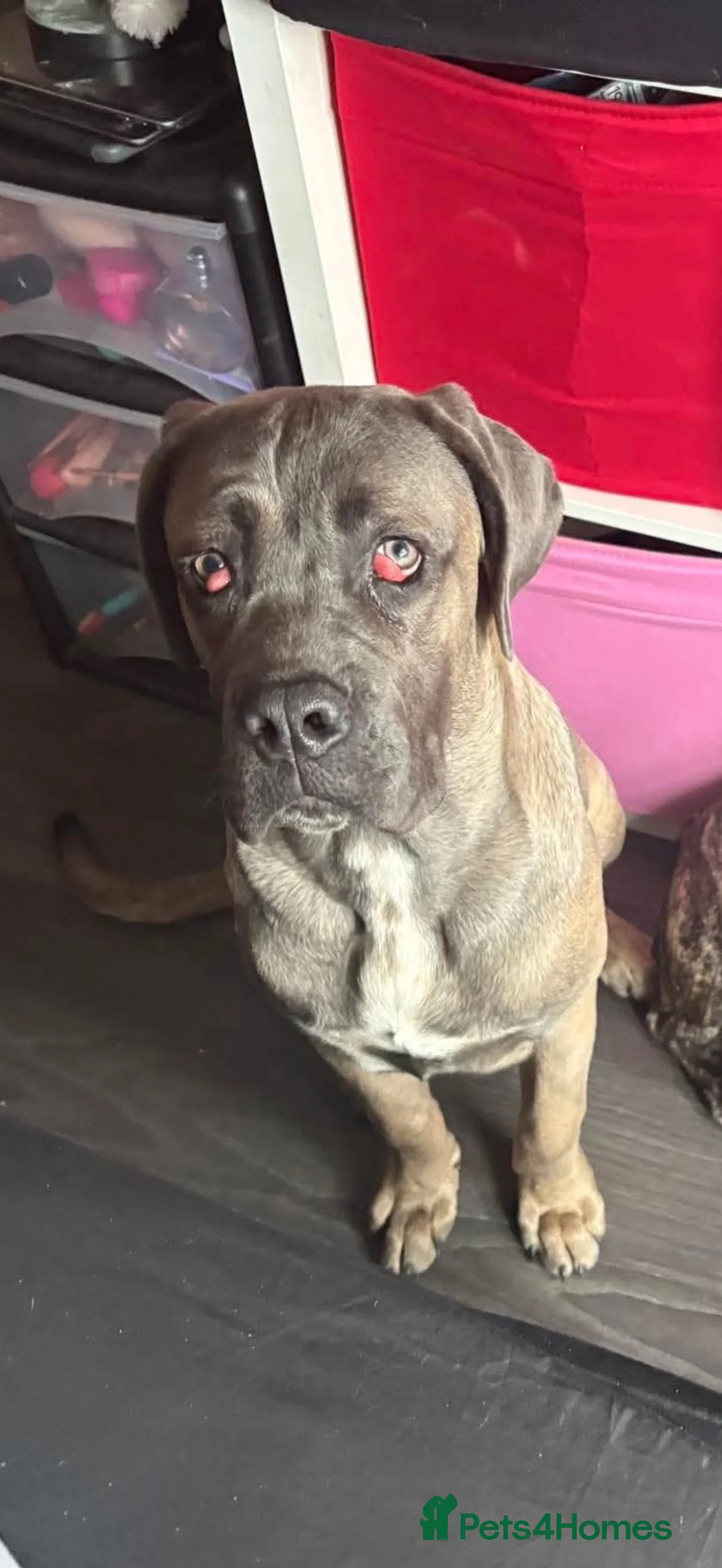 Cane Corso dogs for sale: 2 Cane Corsos (rehomed to same home) - Advert 15
