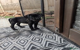Cane Corso dogs for sale: Cane corso puppies.. - Image 23