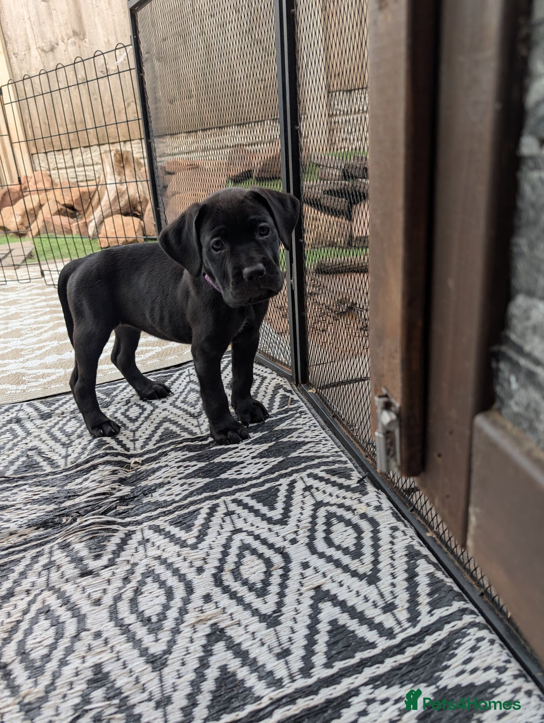 Cane Corso dogs for sale: Cane corso puppies.. - Image 23