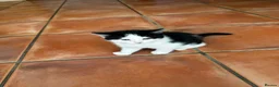 Mixed Breed cats for sale: Gorgeous long haired kittens for sale - Advert 6