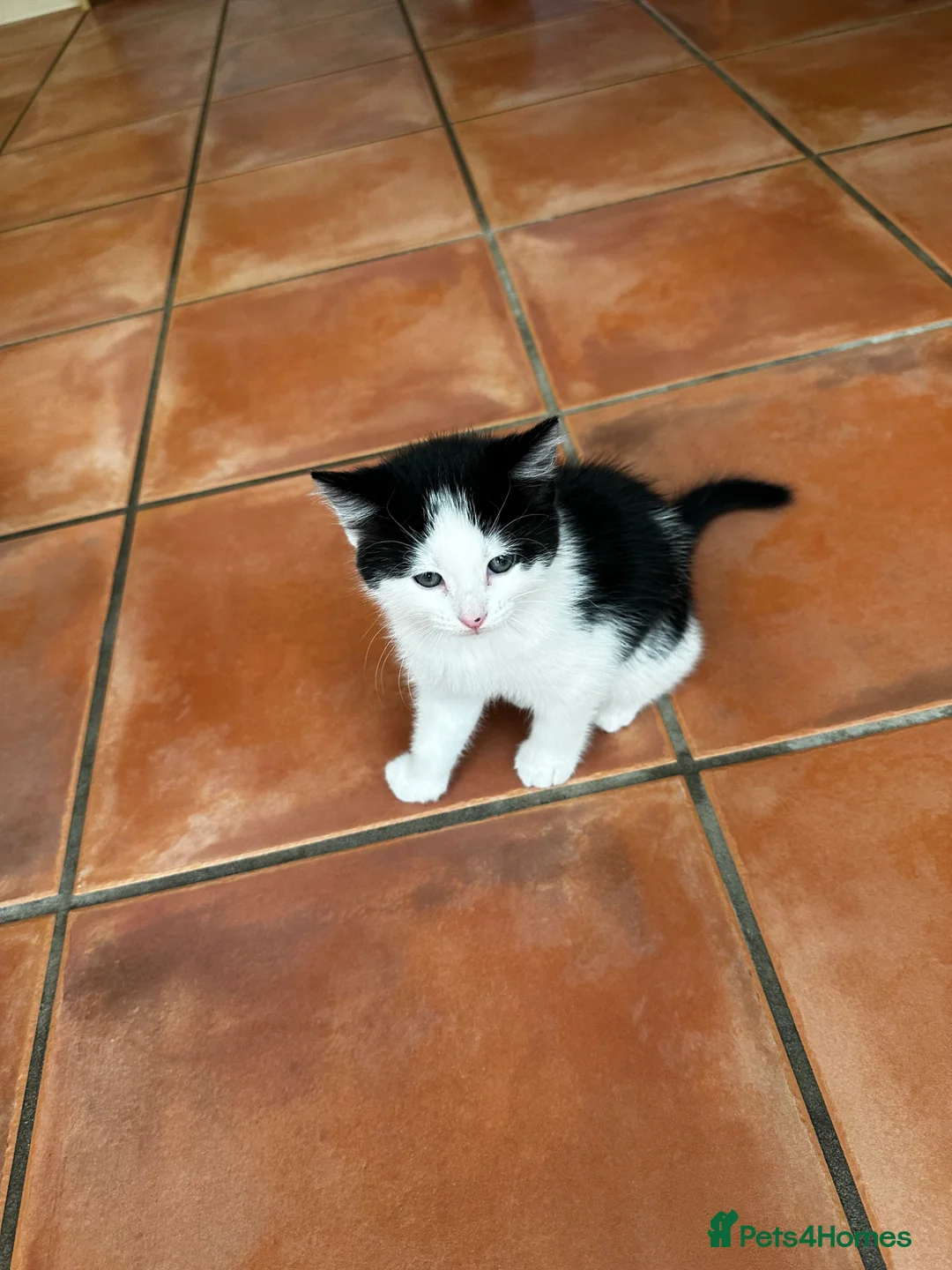 Mixed Breed cats for sale: Gorgeous long haired kittens for sale - Advert 6
