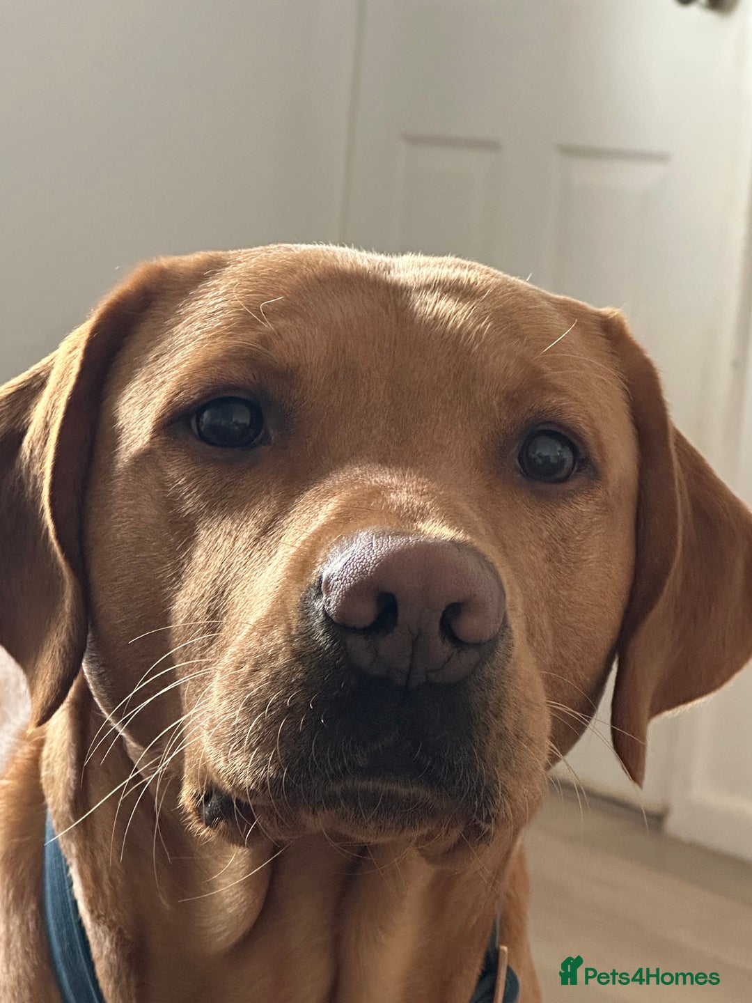 Labrador Retriever dogs for stud: Fox red lab for stud - proven - Advert 5