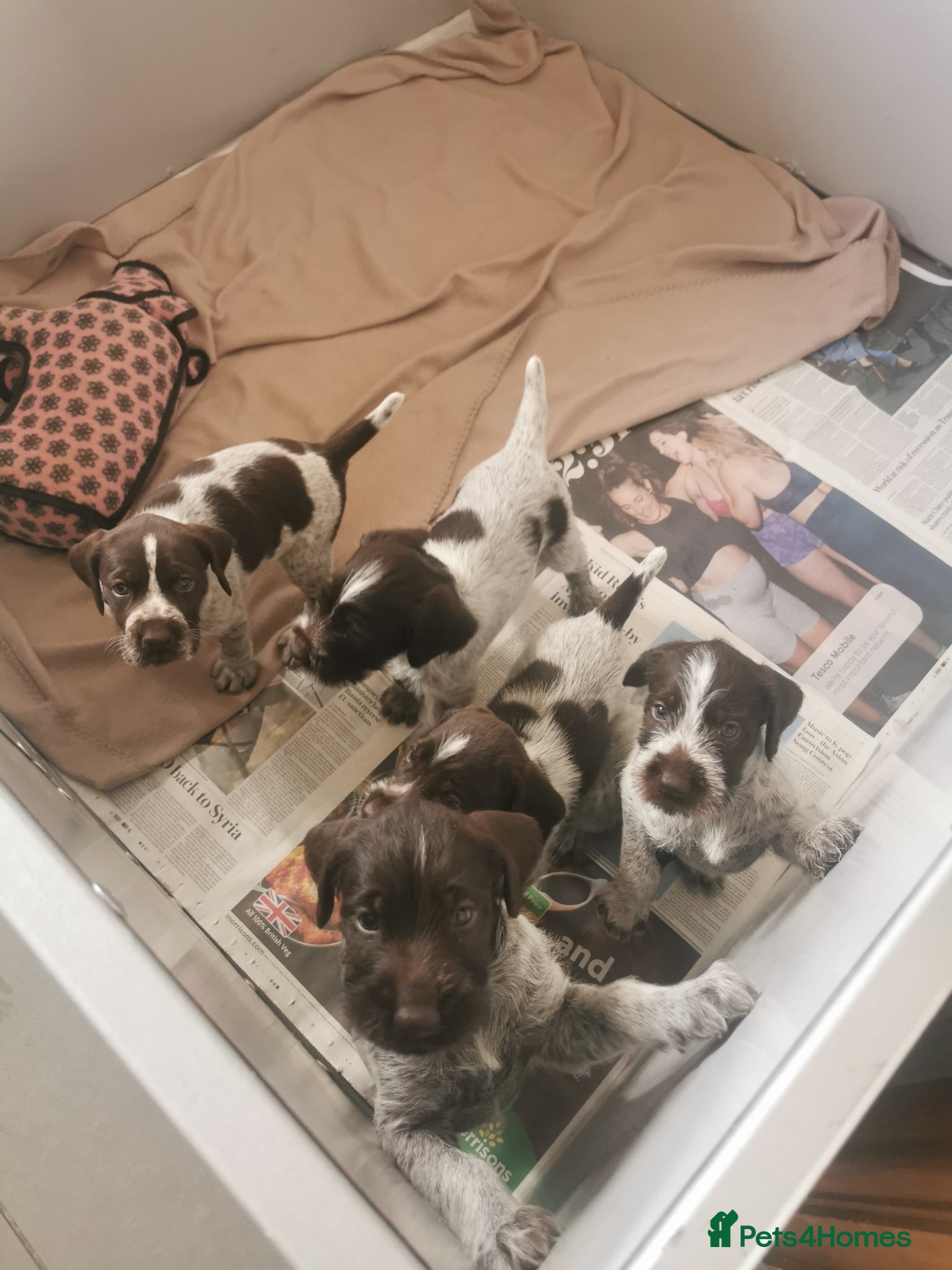 German Wirehaired Pointer dogs 4 x beautiful german wirehaired pointers  - Advert 2