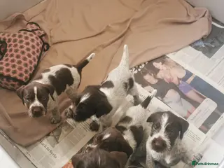 German Wirehaired Pointer dogs 4 x beautiful german wirehaired pointers - Advert 2