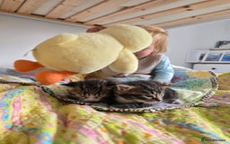Mixed Breed cats for sale: Kittens boys mixed breed fluffy  - Image 21