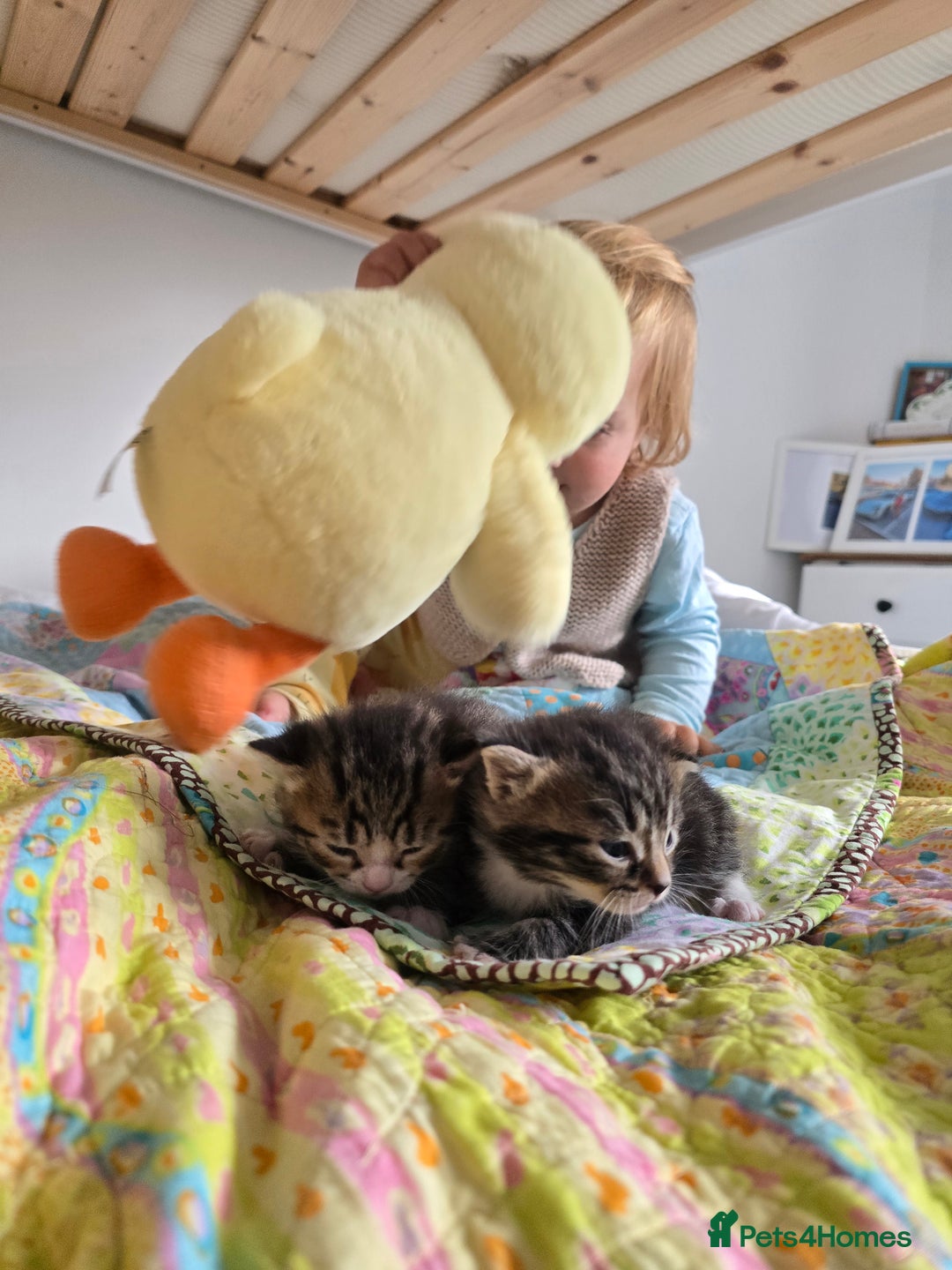 Mixed Breed cats for sale: Kittens boys mixed breed fluffy  - Image 21