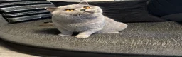 British Shorthair cats for sale: Stunning British shorthairs - champion bloodlines - Advert 10
