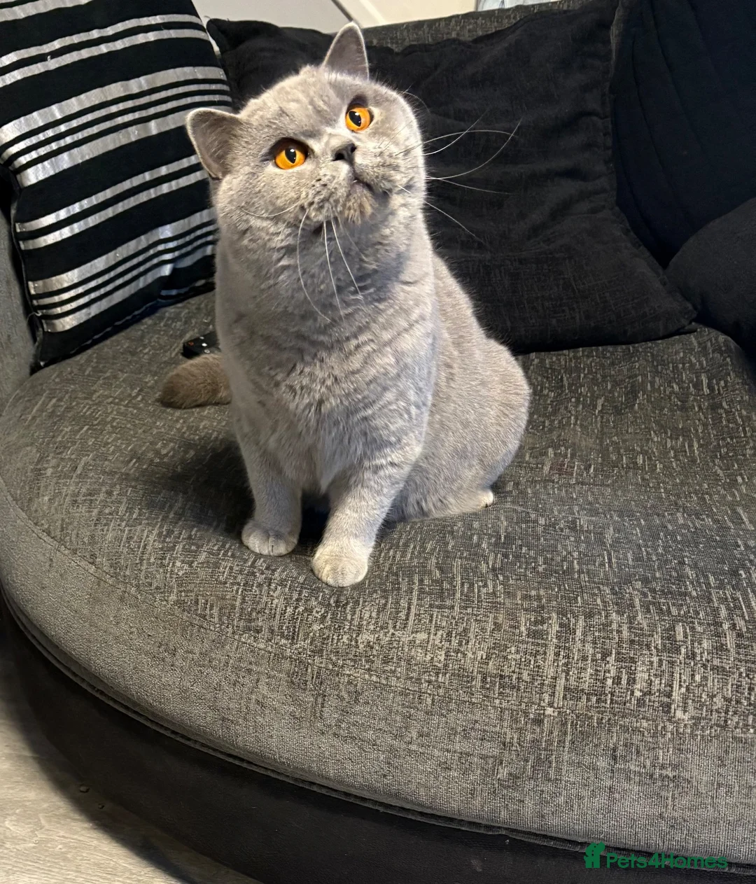 British Shorthair cats for sale: Stunning British shorthairs - champion bloodlines - Advert 10