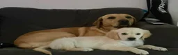 Golden Retriever dogs for sale: Two half year old male golden retriever  in Worthing - Advert 7
