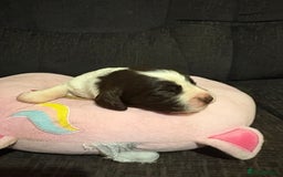 Cockerdor dogs for sale: Cockerdors  - Advert 3