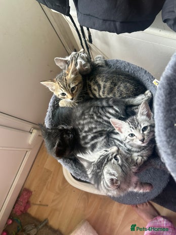 Bengal cats - Advert 7