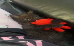 Mixed Breed cats for sale: Very Gorgeous Longhair  male kitten for sale  - Image 7