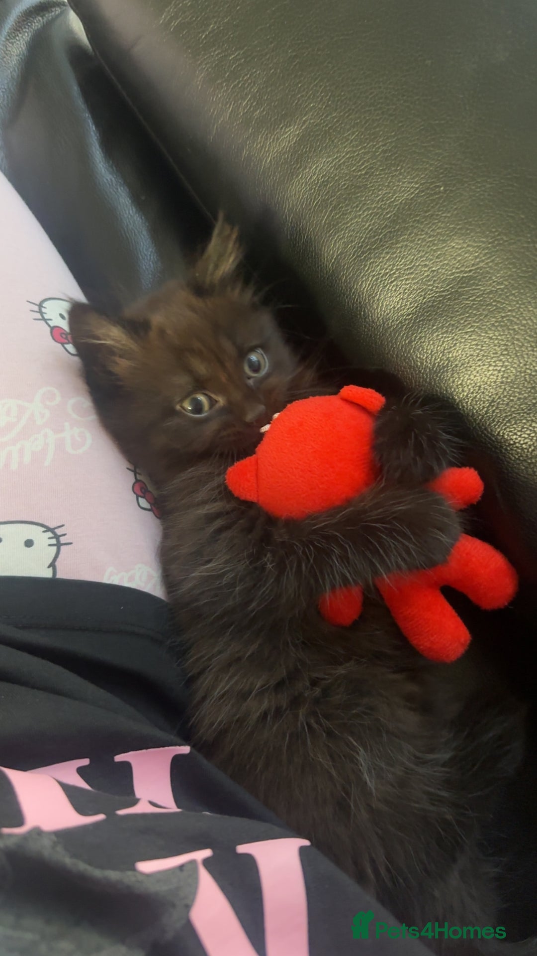 Mixed Breed cats for sale: Very Gorgeous Longhair  male kitten for sale  - Image 7