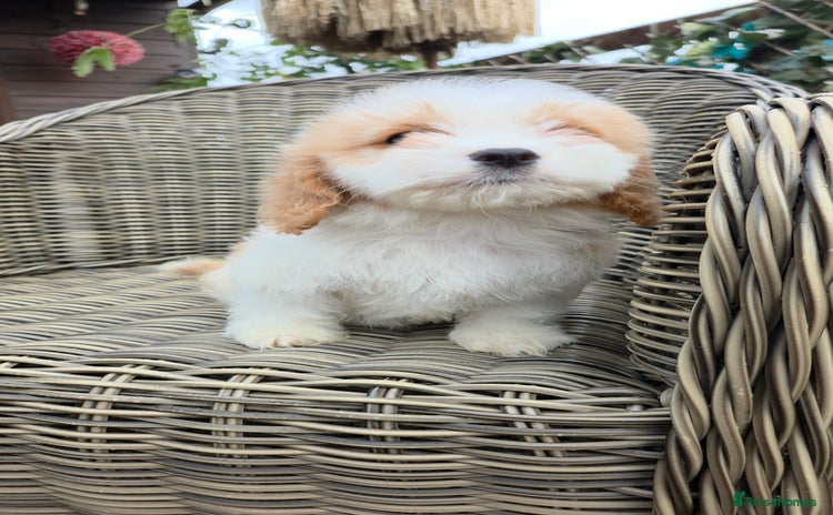 Cavapoo dogs - Advert 10