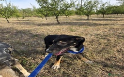 Mixed Breed dogs for adoption: RONA - a Superb young Girl for a Loving Home - Image 7